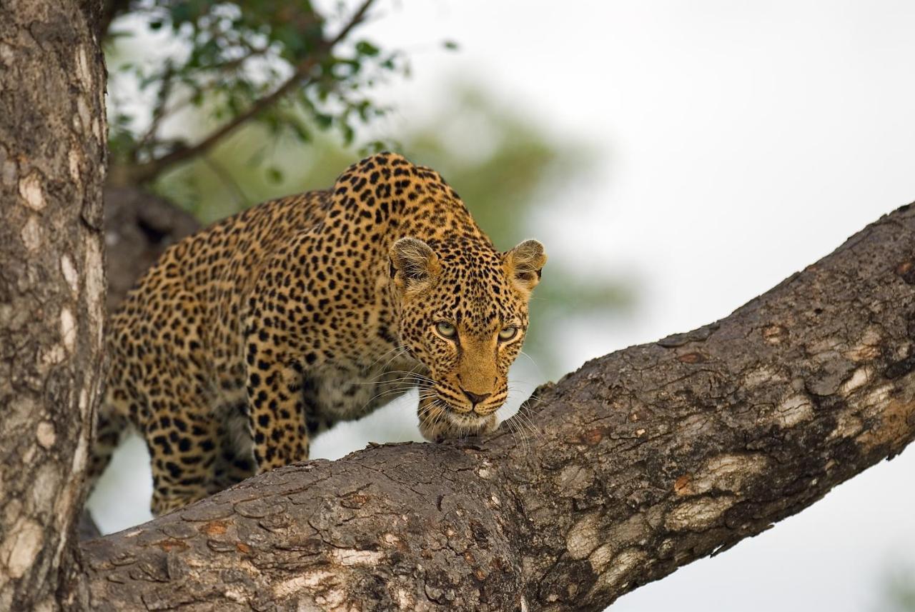 Pondoro Game Lodge Balule Természetvédelmi Rezervátum Kültér fotó