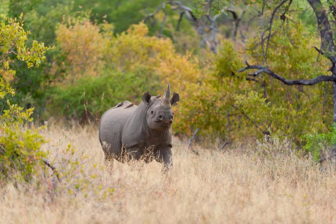 Pondoro Game Lodge Balule Természetvédelmi Rezervátum Kültér fotó