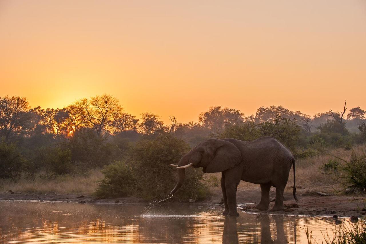 Pondoro Game Lodge Balule Természetvédelmi Rezervátum Kültér fotó