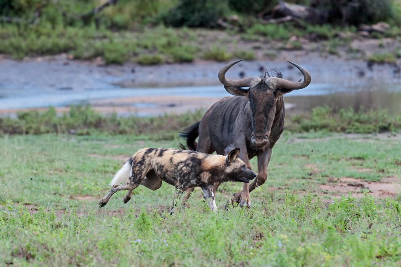 Pondoro Game Lodge Balule Természetvédelmi Rezervátum Kültér fotó