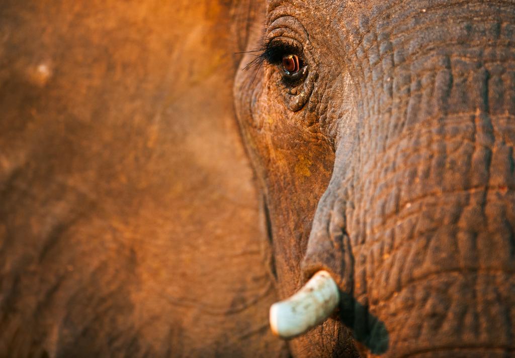 Pondoro Game Lodge Balule Természetvédelmi Rezervátum Kültér fotó