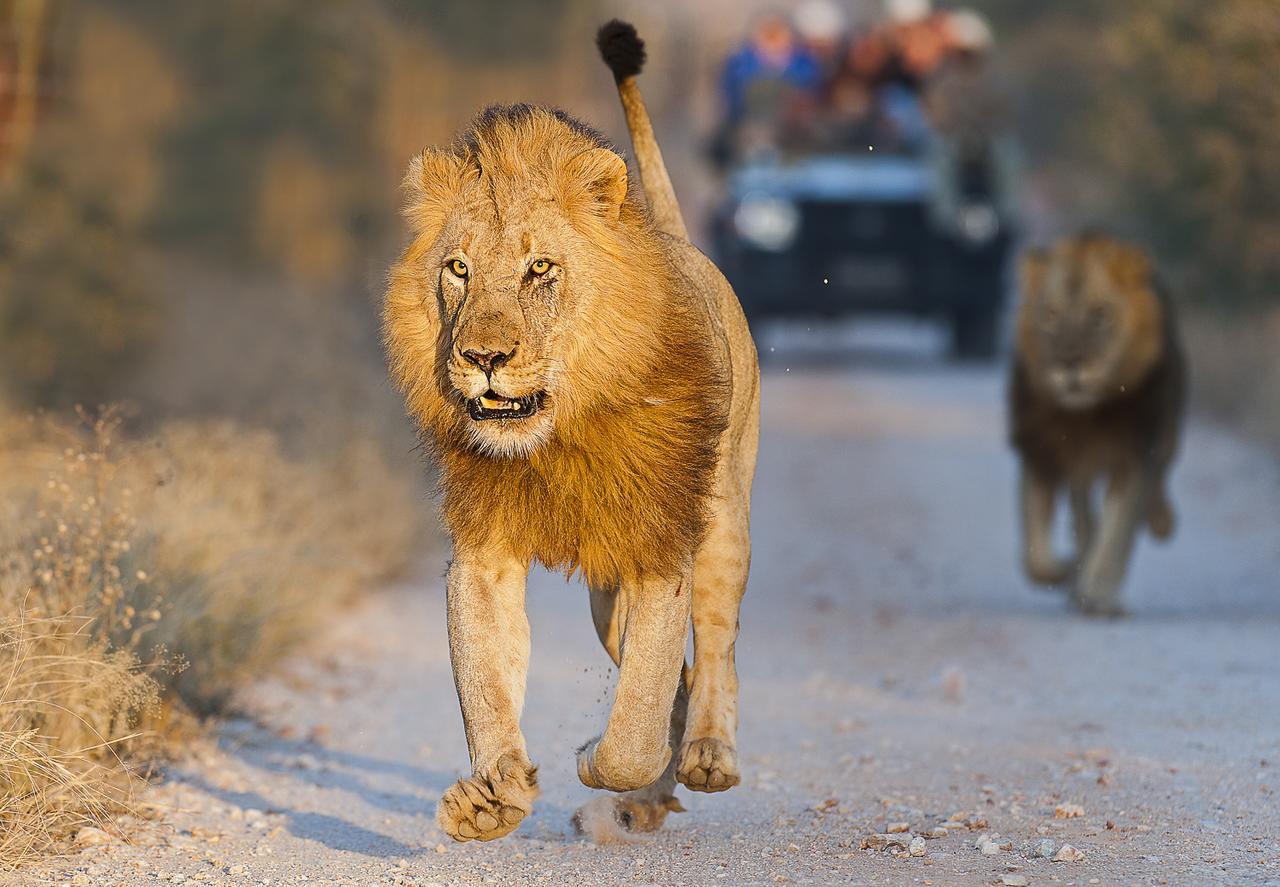 Pondoro Game Lodge Balule Természetvédelmi Rezervátum Kültér fotó