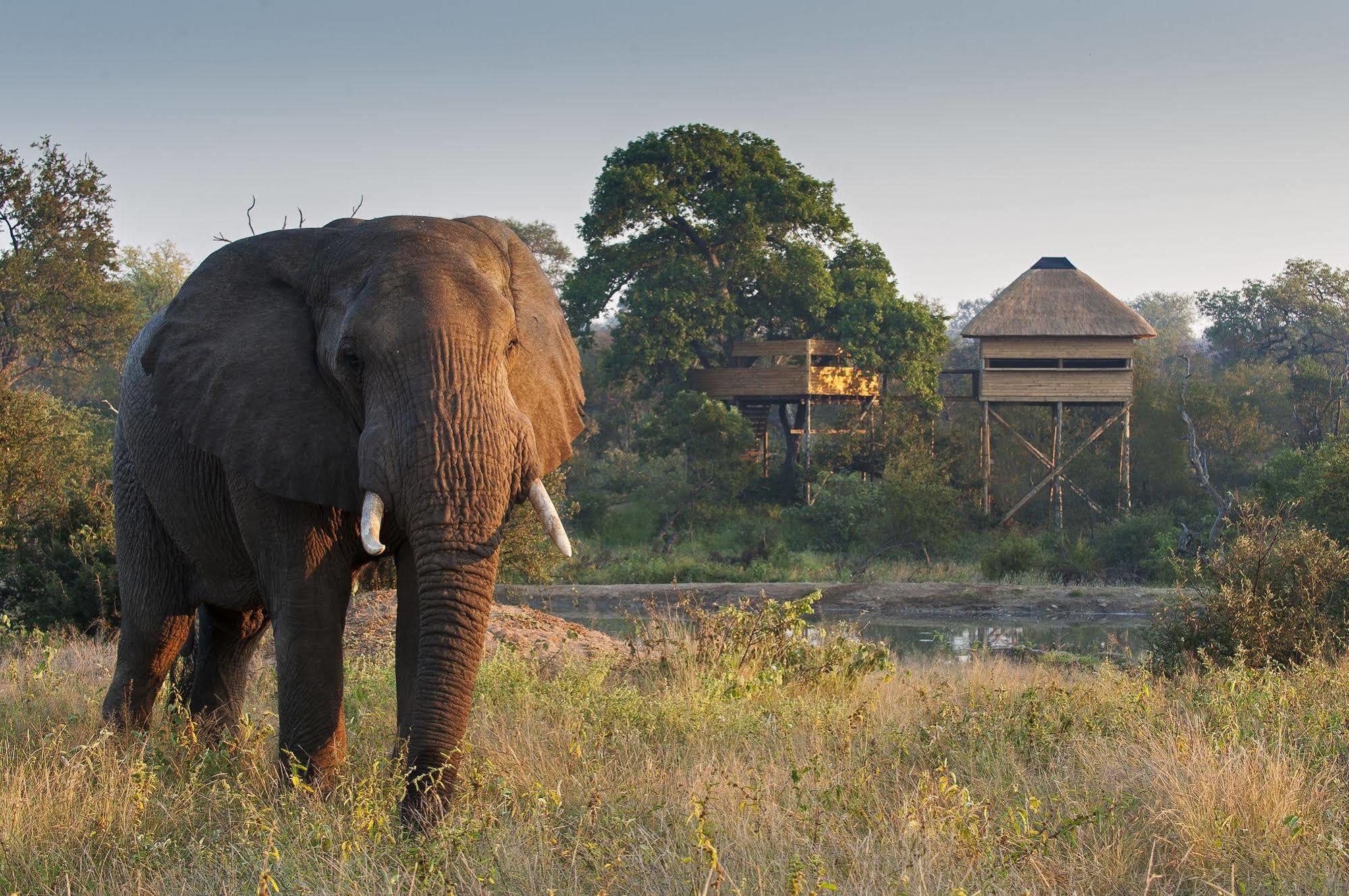 Pondoro Game Lodge Balule Természetvédelmi Rezervátum Kültér fotó